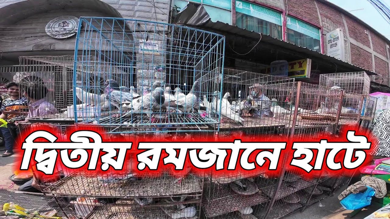 মাশাআল্লাহ দ্বিতীয় রমজানে কবুতরের হাটের আপডেট দিতে পেরে খুব ভালো ফিল করছি🥰