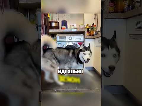 Хаски стал звездой интернета 😍😅