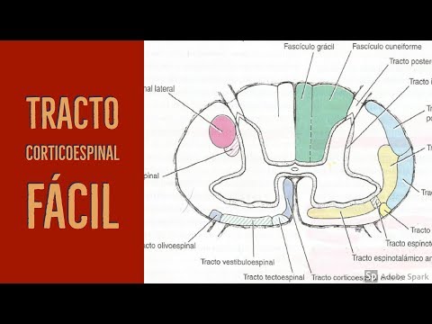 Vídeo: Daño Del Tracto Corticoespinal En El Síndrome De HHH: Una Causa Metabólica De La Paraplejía Espástica Hereditaria