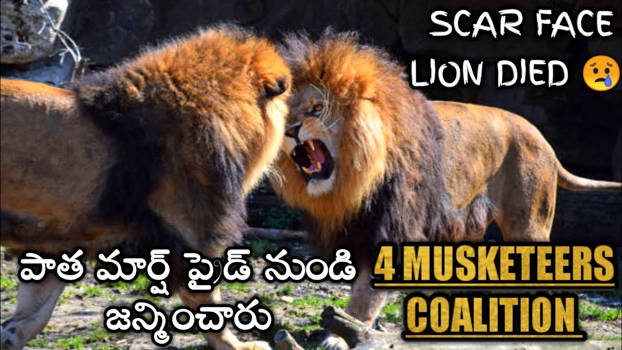 4 musketeers lions coalition telugu scarface lion documentary in telugu Lion coalitions