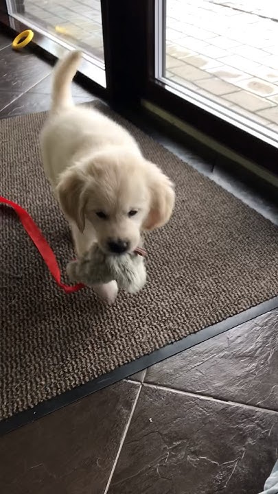 Золотистый ретривер учит команды, 2 месяца щенку #goldenretriever # ...