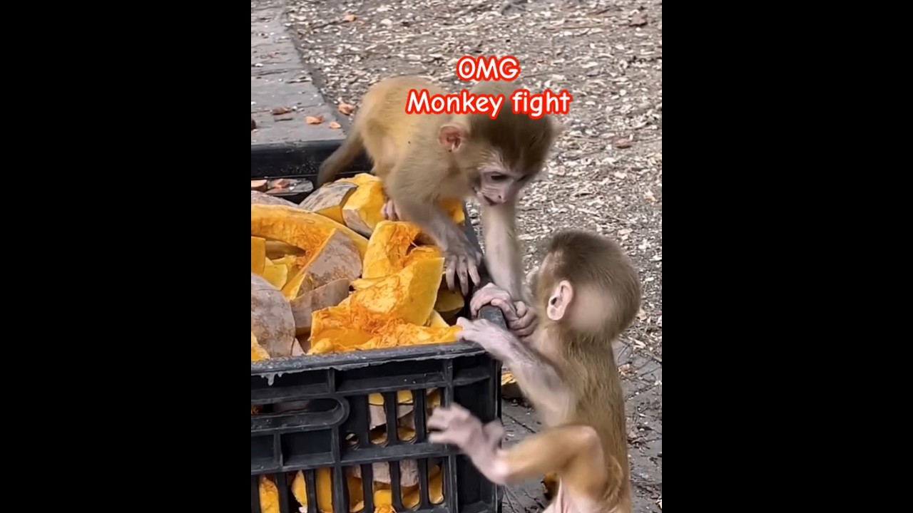 Monkey funny videos 🥴 monkey funny fight 🤣 cute baby monkey try to fight 