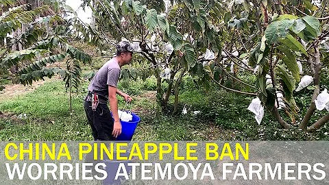 Custard apple farmers fear China import ban  | Taiwan News | RTI - DayDayNews
