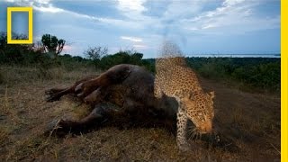 Joel Sartore: Capturing Endangered Species | Nat Geo Live