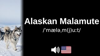How to pronounce Alaskan Malamute (CORRECTLY!)