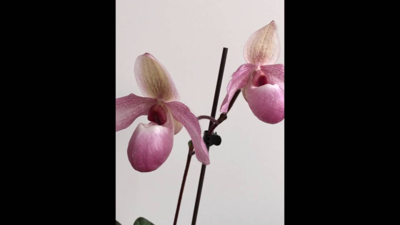 Orchidejos lt Paphiopedilum Delophyllum delenatii x glaucophyllum