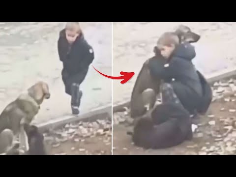 Boy Stops To Hug Stray Dogs When He Thinks That No One's Watching