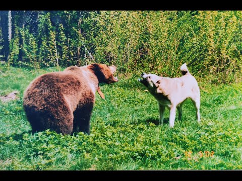 როგორი იყო ნამდვილი ყაზბეგური ნაგაზი - უცნობი ისტორიული ფოტოები