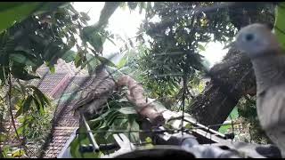 Merbok malaysia