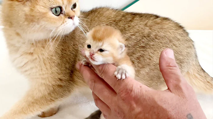 Video 2907401: british shorthair, cat purrs meows, purr cute cat, kittens mother cat, golden chinchilla