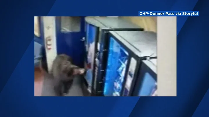 Bear walks into Truckee CHP station