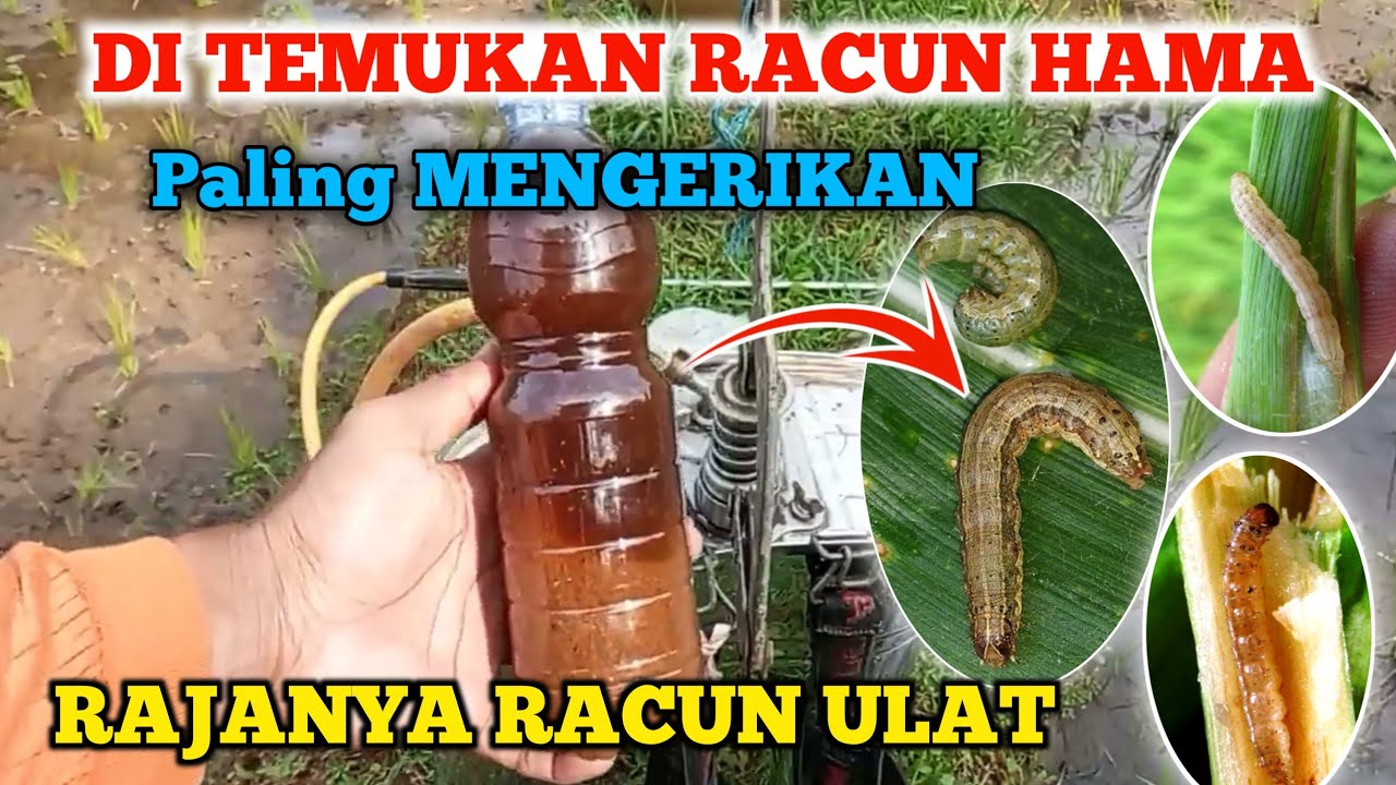 5 СЕКУНД Мгновенный нокаут Как бороться с гусеницами-вредителями на рисовых плантациях