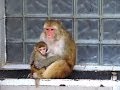 Абхазия. Сухумский обезьяний питомник. Sukhumi Monkey Nursery