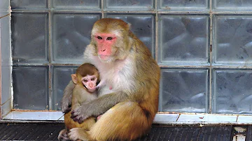 Абхазия. Сухумский обезьяний питомник. Sukhumi Monkey Nursery