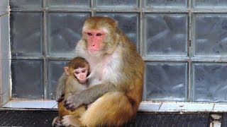 Абхазия. Сухумский обезьяний питомник. Sukhumi Monkey Nursery