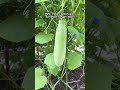 POV : Panen kebahagiaan dari hasil tangan sendiri #berkebun #gardening #youtubeshorts