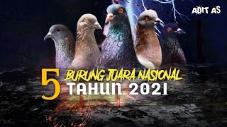 5 BURUNG MERPATI JUARA NASIONAL 2021