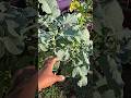 “Zone 9B Gardening: Fall & Winter Crops You Should Be Growing Now!