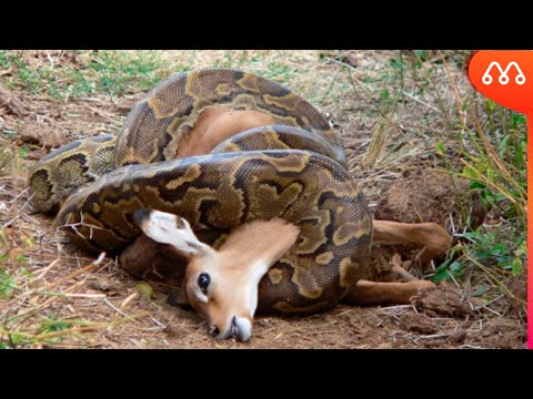 Vídeo: A Grande Serpente Continua Sua Caça