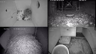 20221220 Live hedgehogs