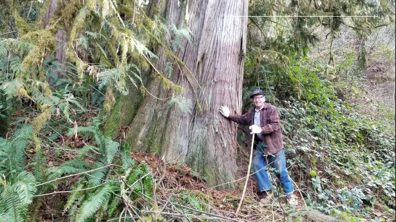 Cat Logging Huge Cedar - YouTube