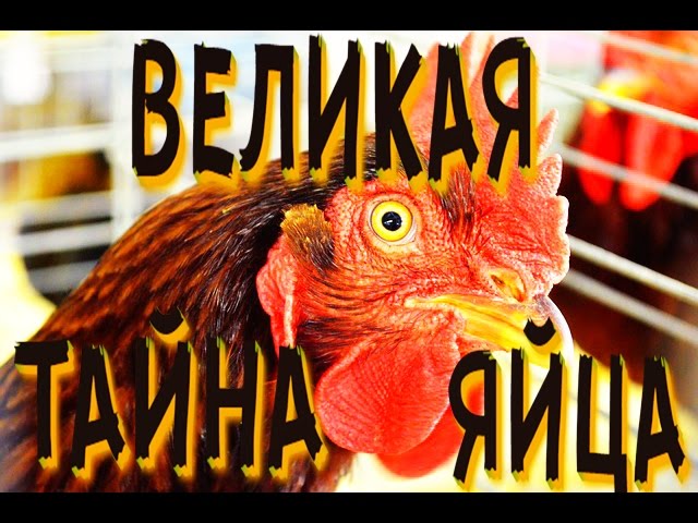 ЧЕМ ОТЛИЧАЮТСЯ БЕЛЫЕ ЯЙЦА ОТ КОРИЧНЕВЫХ?