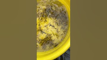 Tép rong và cá bảy trầu xen cá lòng tong nuôi bể bạc #shortvideo #guppy #fishing #koi #cakoi