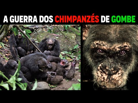 Vídeo: Parque Nacional de Gombe: O Guia Completo