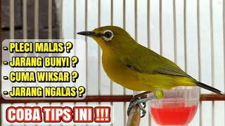 Tips Agar Pleci Rajin Ngalas