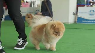 CACIB San Marino. Spitz Tedeschi Toy / Pomeranian Tutti I Colori by Dog Show Video 145 views 2 years ago 8 minutes, 33 seconds