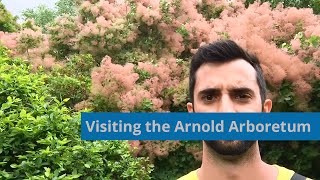 Visiting the Arnold Arboretum of Harvard University