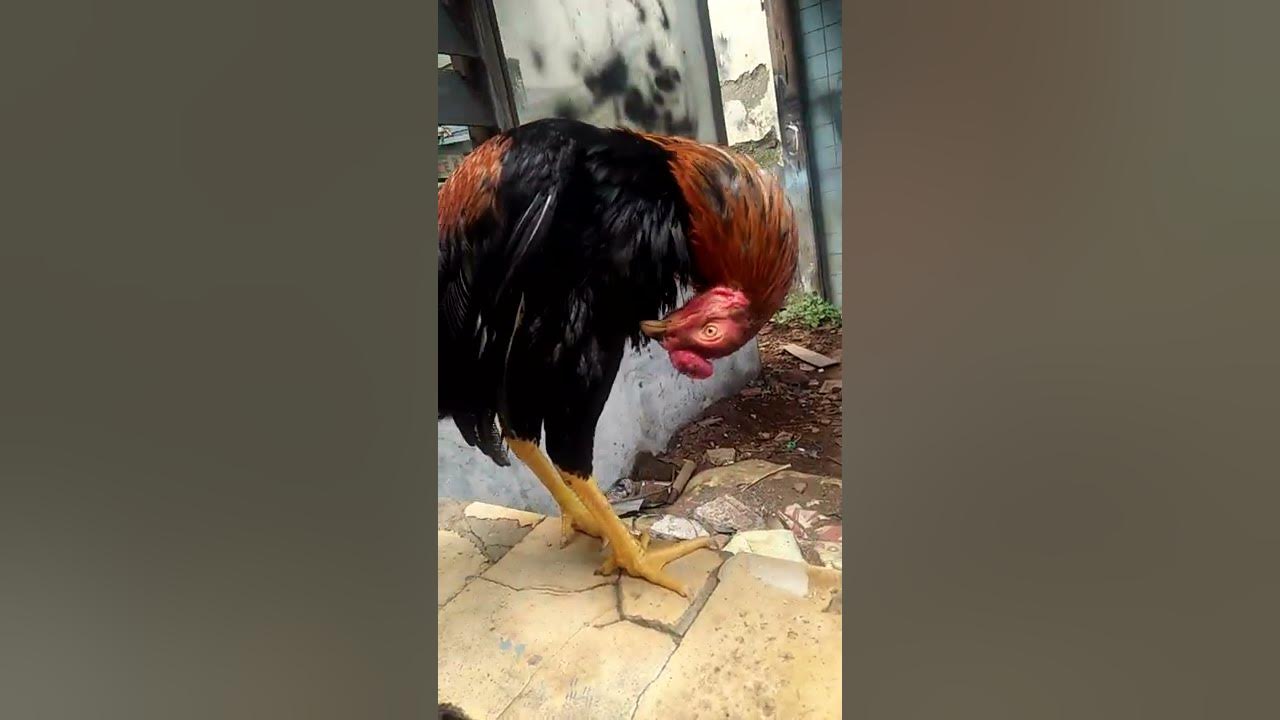 AYAM WIRING KUNING TEMBUS - YouTube