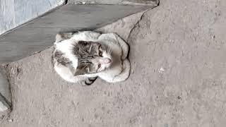 Street Cat Video Part #138 || Cats Lover Club