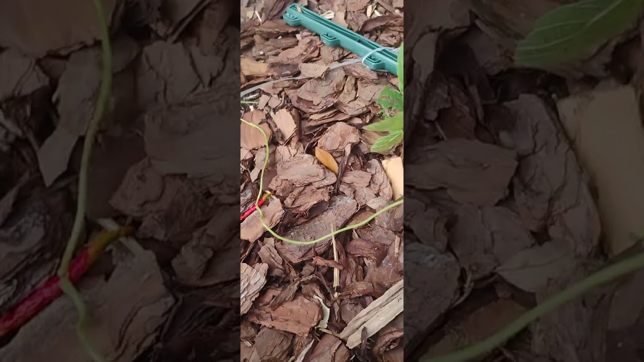 Zone 10B/11 Fall Garden                