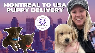 Delays! 🙃 Sleeping in Airports 😂 The not-so glamorous life of a flight nanny for puppies. by PurplePup LLC 375 views 1 year ago 10 minutes, 39 seconds