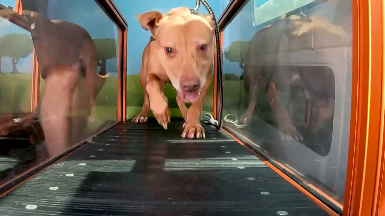 Treadmill Time: Maricopa County Dogs Get Cool Exercise During Hot