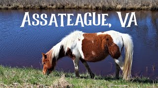 Chincoteague Ponies, Assateague, VA, Wildlife Loop, Pony, Trail, Nature, Walk, Hike, Virginia