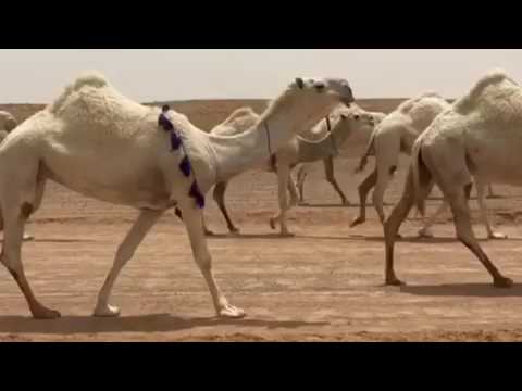 مضيمات منقية الشيخ طلق بن ظافي القحطاني