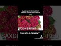 Продаж саджанців крупнолистної гортензії  з Голландії  , які є в наявності р12 горщик.