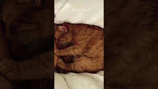 ?? asmr purring cat | cat asmr | relaxing cozy ambience catasmr catmusic purringcat