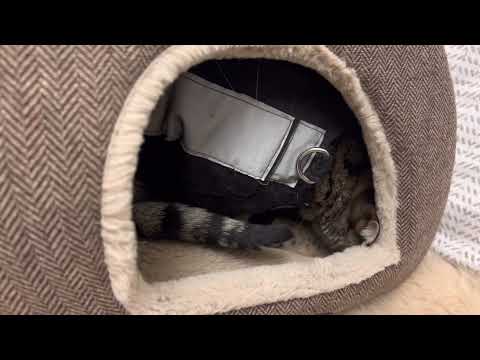 My Cat Does This Strange Thing Every Morning #Shorts