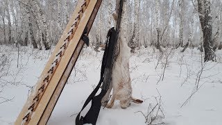 Последняя охота на зайца в 2018 году!!! Последняя охота на зайца в 2018 году!!!