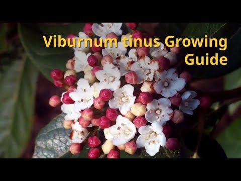 Video: Viburnum Tinus кантип көбөйтөт?