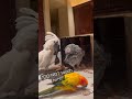 Telling my parrot no  parrot cockatoo shorts funnyreaction cute