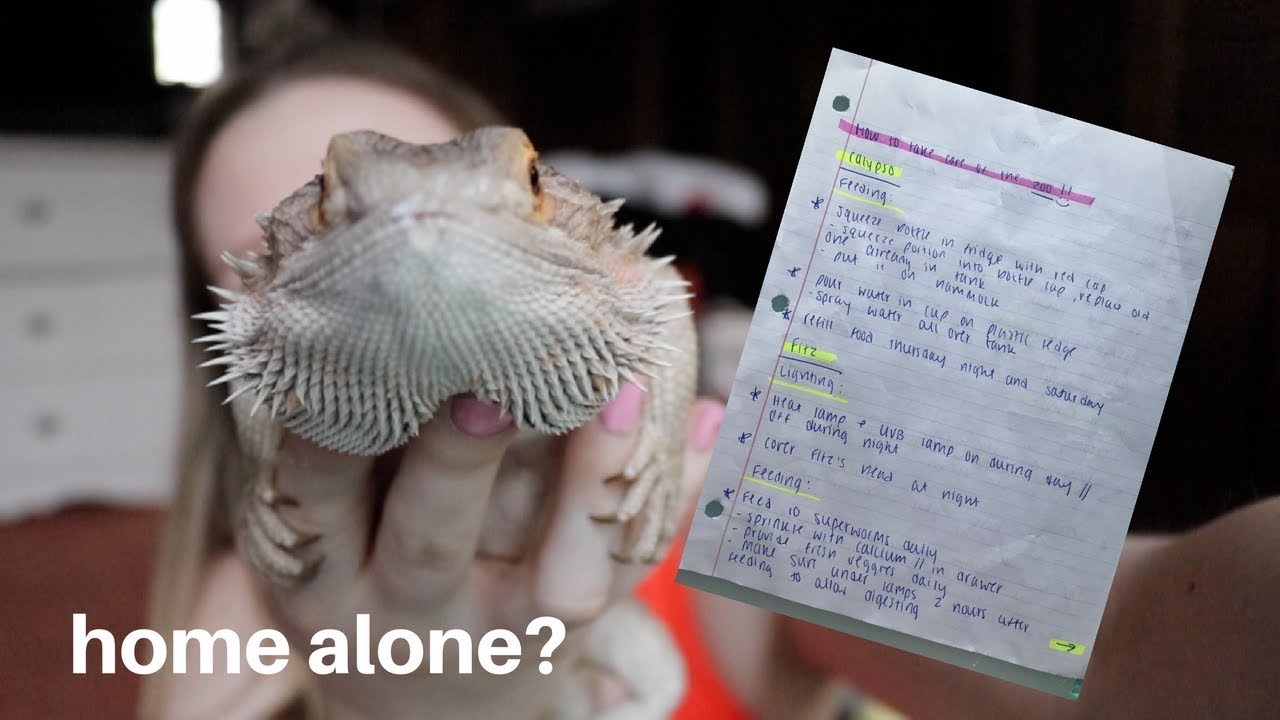 How Long Can You Leave A Bearded Dragon Alone