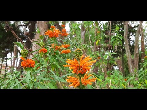 Video: Cultivo de plantas Leonotis: usos de la planta oreja de león Leonotis
