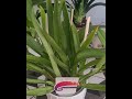 Oncidopsis Nelly Isler(Burrageara Nelly Isler, Oncidopsis Stefan Isler × Miltoniopsis Kensington)