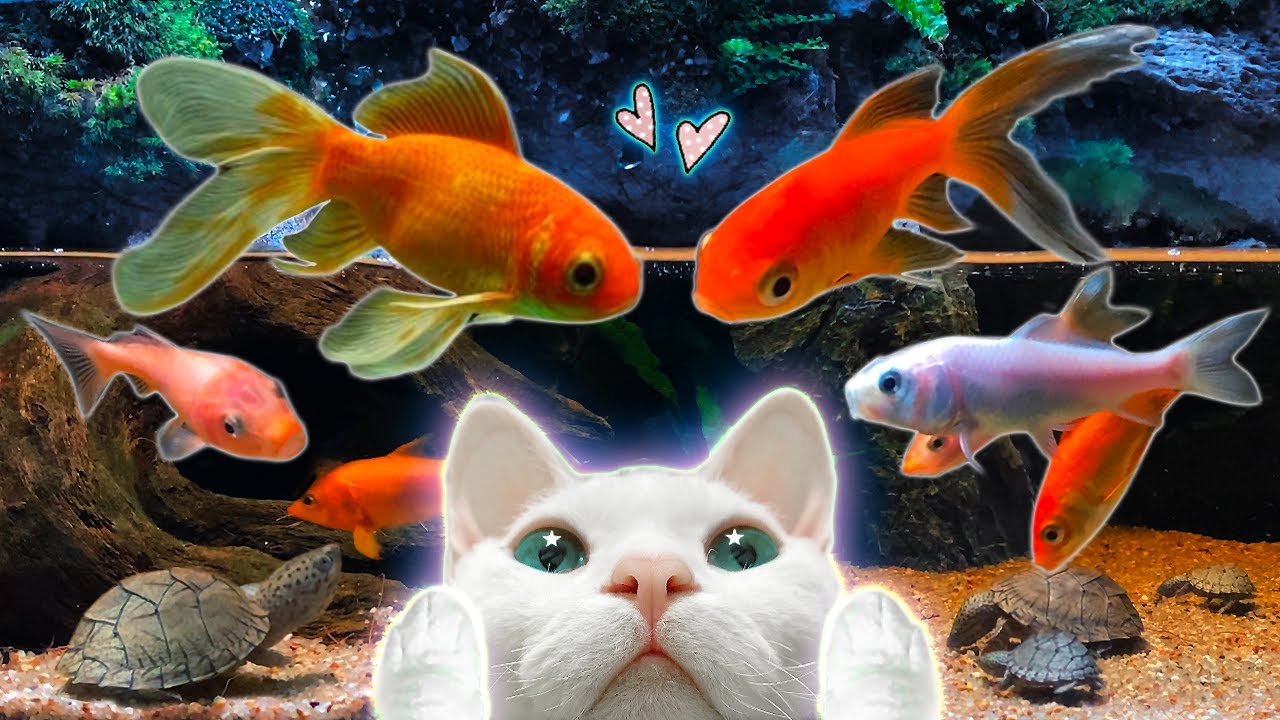Video For Cats 11Hours 11 video-for-cats-11hours-11