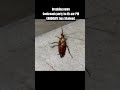 #cockroachjantaparty