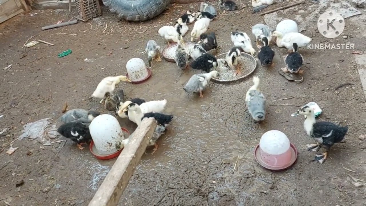 حل مشكلة بلل الفرشة أسفل البط بكل سهولة